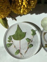 Round Pressed Leaves in Acrylic Coasters